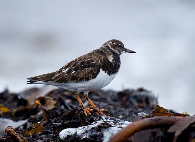 Steinvender - Ruddy turnstone (Arenaria interpres) ad winter.jpg